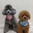 犬の美容室 SHIPSでカットしたはっさくくん・こはだちゃん