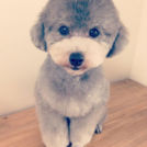 トリミングサロンfineでカットしたはじめてんちょー