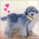 トリミングサロンfineでカットしたさんごしゃちょー