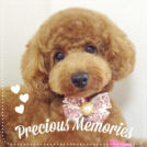 トリミングサロンfineでカットしたららちゃん