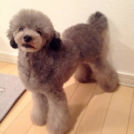 トリミングサロンfineでカットしたさんごしゃちょー