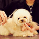 レディー・ジェーンちゃん