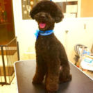 ヌーノクラブ西新宿店でカットしたそらくん