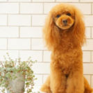 ヌーノクラブ西新宿店でカットしたコプリーヌちゃん