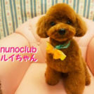 ヌーノクラブ西新宿店でカットしたルイちゃん