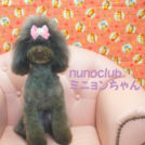 ヌーノクラブ西新宿店でカットしたミニョンちゃん