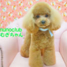 ヌーノクラブ西新宿店でカットしたむぎちゃん