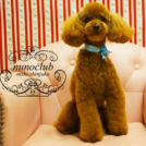 ヌーノクラブ西新宿でカットしたイヴちゃん