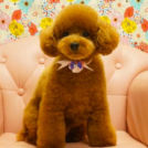 ヌーノクラブ西新宿でカットしたねねちゃん