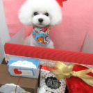 上野の森どうぶつ病院でカットしたマルちゃん