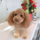 Doggie-DoでカットしたCHILLちゃん