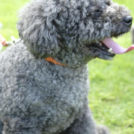 PET&BED 麻布でカットしたさくらちゃん