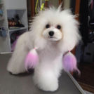 犬のびようしつでカットした小雪ちゃん