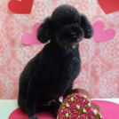 ペットサロン マトリカでカットしたマックくん