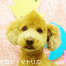 ペットサロン マトリカでカットしたソラちゃん