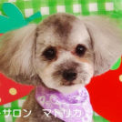 ペットサロン マトリカでカットしたネーロくん