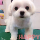ハッピーちゃん