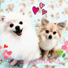 ミルちゃんとチャコちゃん