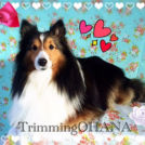 シェルティのマルちゃん