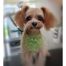 ミックスのHくん