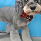 アルファちゃん