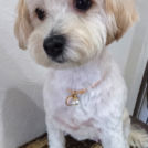 小梅ちゃん(プードル&ダックス)