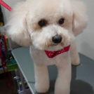 salon de biancaでカットしたピースくん