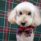 salon de biancaでカットしたさくらちゃん