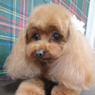 salon de biancaでカットしたのんちゃん