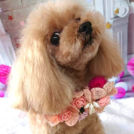 salon de biancaでカットしたアリスちゃん