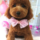 salon de biancaでカットしたウーロンちゃん