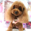 salon de biancaでカットしたのんちゃん