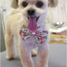 ミックス犬のmomoちゃん