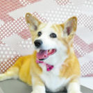 コーギーのネネちゃん