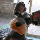 シュナミッキー!