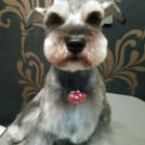 アンジーちゃん