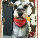 アンジーちゃん