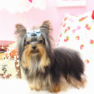 アレクサンドルくん