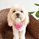 ボロンカツヴェトナのムックくん