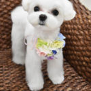 シェリィーちゃん