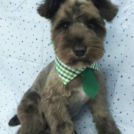 ミーっしゅちゃん