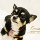 COCOちゃん