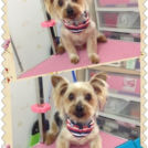 ラッキーちゃん