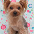 チェリィちゃん