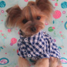 パピー風アレンジ