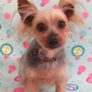 サマーヨーキースタイル