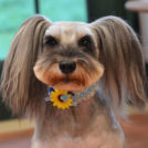 シュシュちゃん