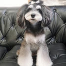 キャンディーちゃん