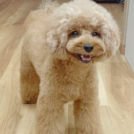 MARBLE DOGでカットしたまいちゃん