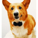 コーギーのタスケちゃん